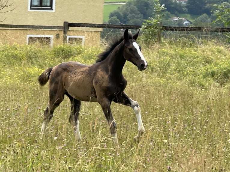 Deutsches Sportpferd Hengst 2 Jahre 170 cm Rappe in Tiefenbach