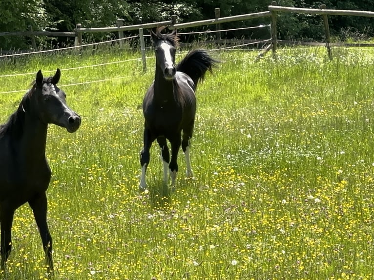 Deutsches Sportpferd Hengst 2 Jahre 170 cm Rappe in Tiefenbach