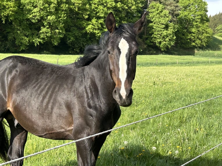 Deutsches Sportpferd Hengst 2 Jahre 170 cm Schwarzbrauner in Dachau