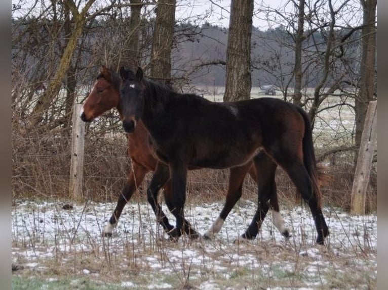Deutsches Sportpferd Hengst 2 Jahre 172 cm Brauner in Burgstall
