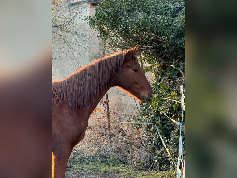 Deutsches Sportpferd Hengst 2 Jahre 172 cm Fuchs in Querfurt