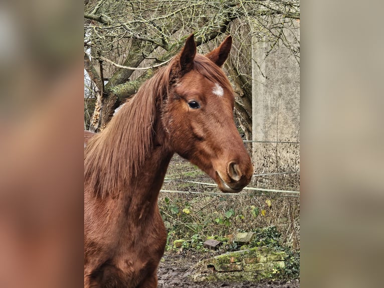 Deutsches Sportpferd Hengst 2 Jahre 172 cm Fuchs in Querfurt