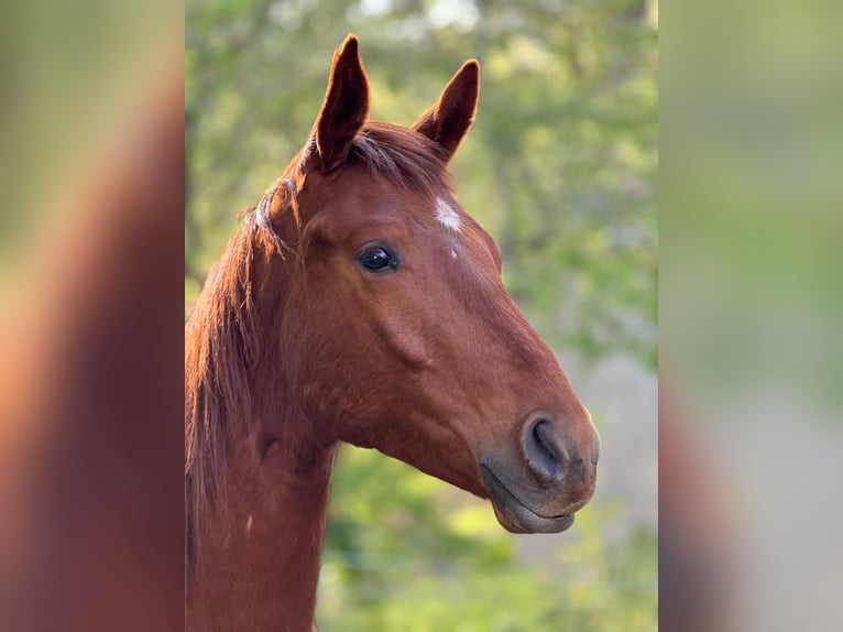 Deutsches Sportpferd Hengst 2 Jahre 172 cm Fuchs in Querfurt