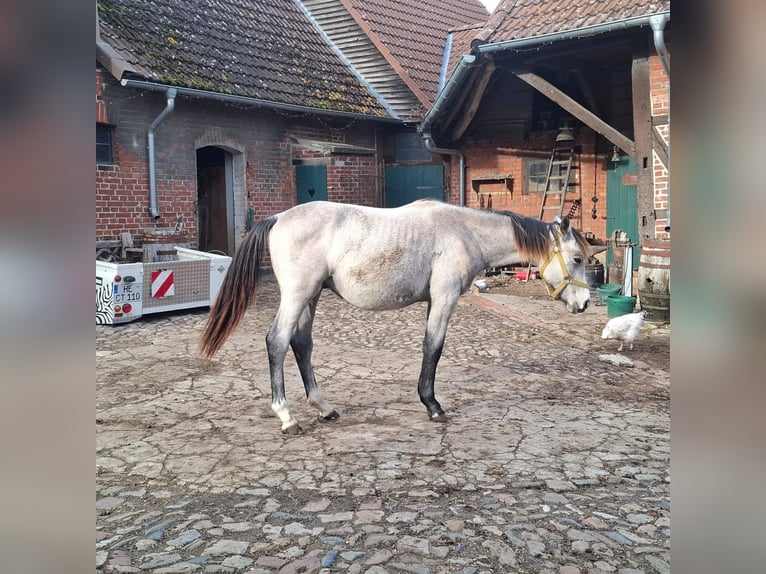 Deutsches Sportpferd Hengst 2 Jahre 175 cm Schimmel in Helmstedt
