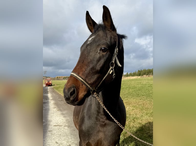 Deutsches Sportpferd Hengst 2 Jahre Brauner in Bernsbach