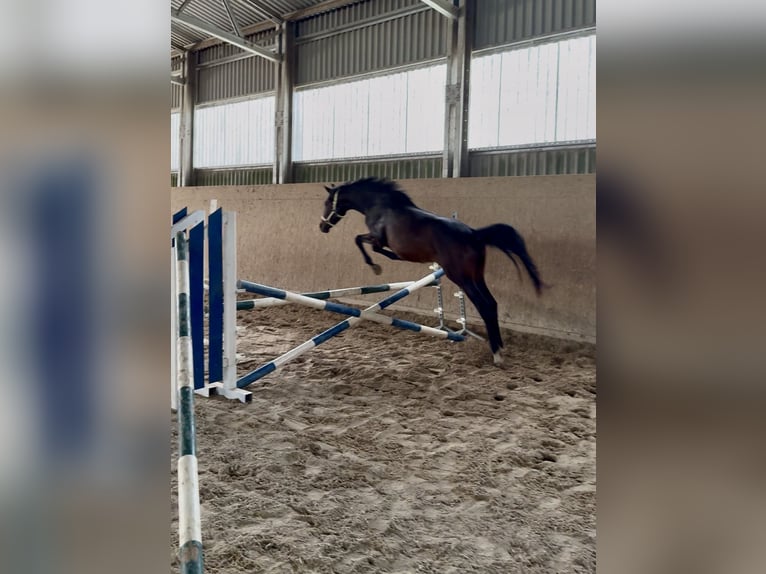 Deutsches Sportpferd Hengst 2 Jahre Brauner in Bernsbach