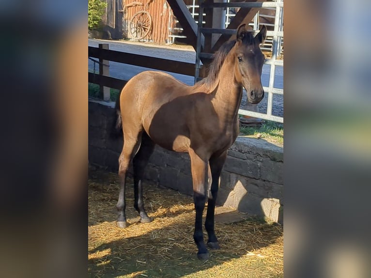 Deutsches Sportpferd Hengst 2 Jahre Schimmel in Bad König