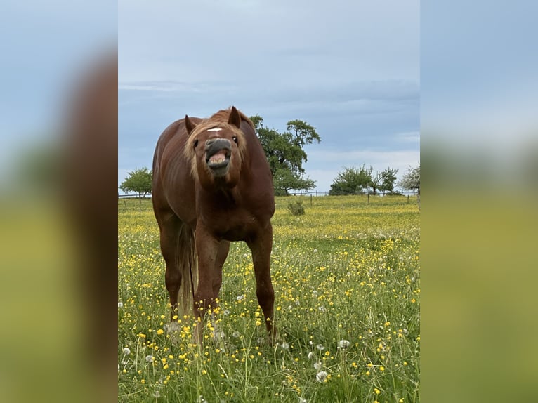 Deutsches Sportpferd Mix Hengst 3 Jahre 150 cm Fuchs in Buchen (Odenwald)