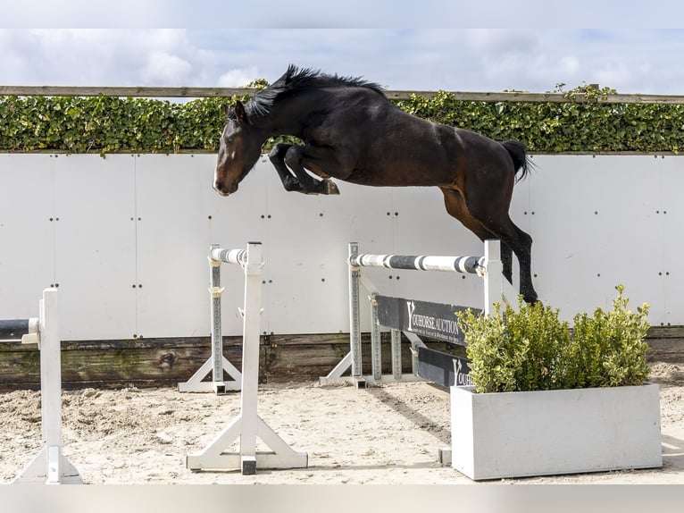 Deutsches Sportpferd Hengst 3 Jahre 163 cm Brauner in Waddinxveen