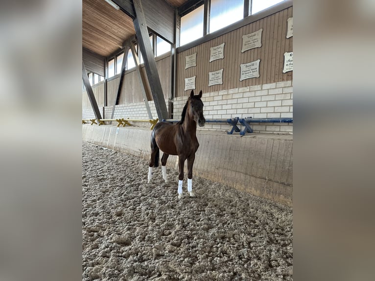 Deutsches Sportpferd Hengst 3 Jahre 163 cm Dunkelfuchs in Heinersreuth