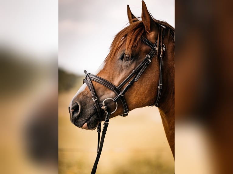 Deutsches Sportpferd Hengst 3 Jahre 164 cm Fuchs in Radeburg