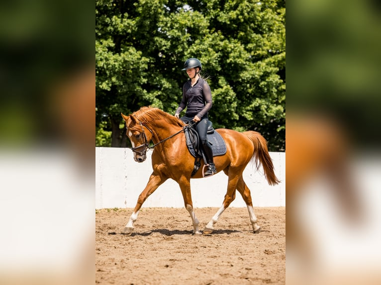 Deutsches Sportpferd Hengst 3 Jahre 164 cm Fuchs in Radeburg