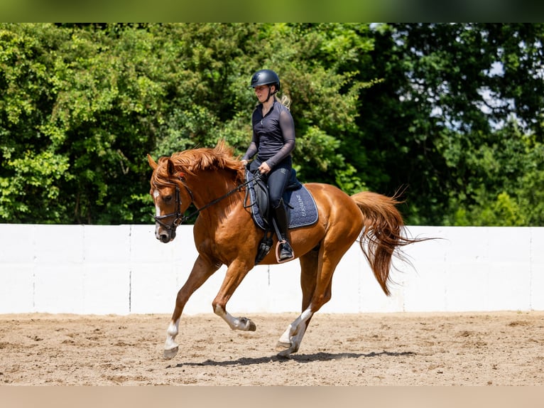 Deutsches Sportpferd Hengst 3 Jahre 164 cm Fuchs in Radeburg