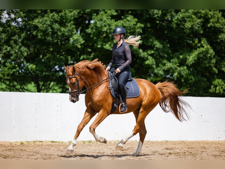Deutsches Sportpferd Hengst 3 Jahre 164 cm Fuchs in Radeburg