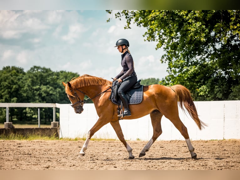 Deutsches Sportpferd Hengst 3 Jahre 164 cm Fuchs in Radeburg