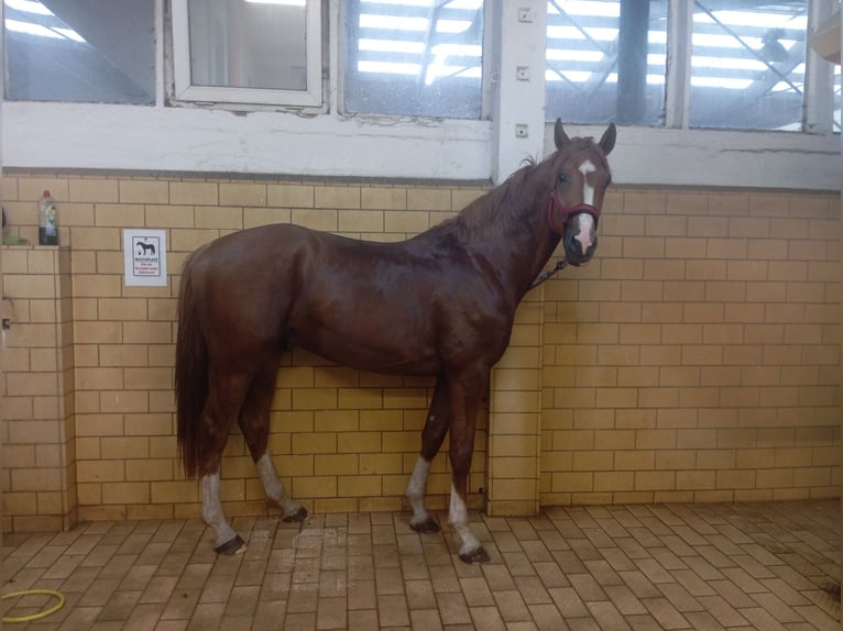 Deutsches Sportpferd Hengst 3 Jahre 164 cm Fuchs in Radeburg