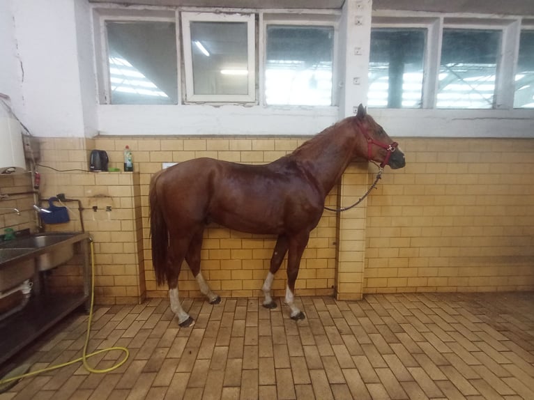 Deutsches Sportpferd Hengst 3 Jahre 164 cm Fuchs in Radeburg