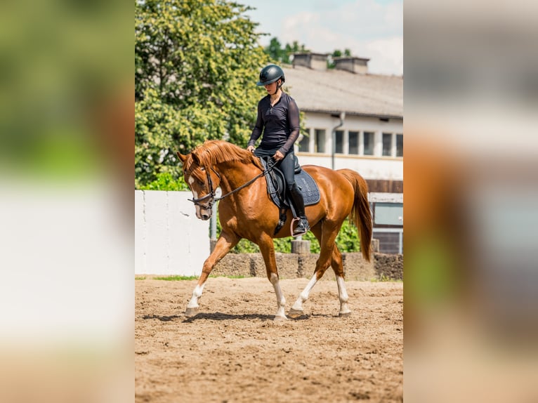 Deutsches Sportpferd Hengst 3 Jahre 164 cm Fuchs in Radeburg