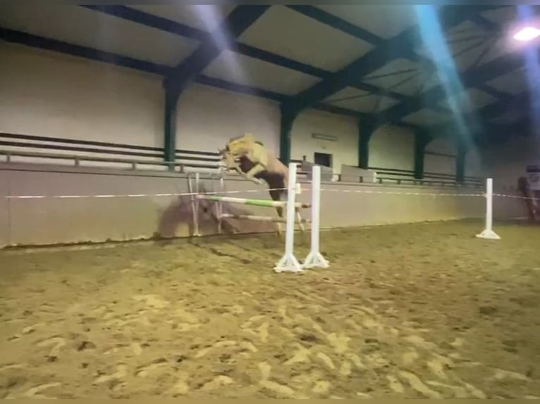 Deutsches Sportpferd Hengst 3 Jahre 164 cm Fuchs in Radeburg