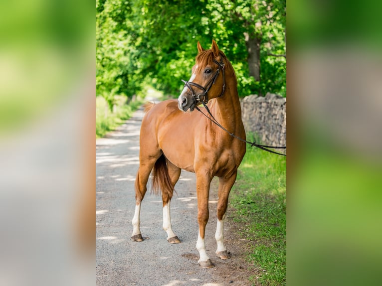 Deutsches Sportpferd Hengst 3 Jahre 164 cm Fuchs in Radeburg