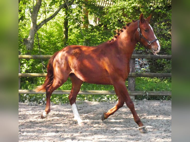 Deutsches Sportpferd Hengst 3 Jahre 165 cm in Dorsten