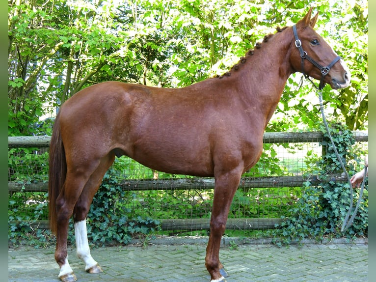Deutsches Sportpferd Hengst 3 Jahre 165 cm in Dorsten