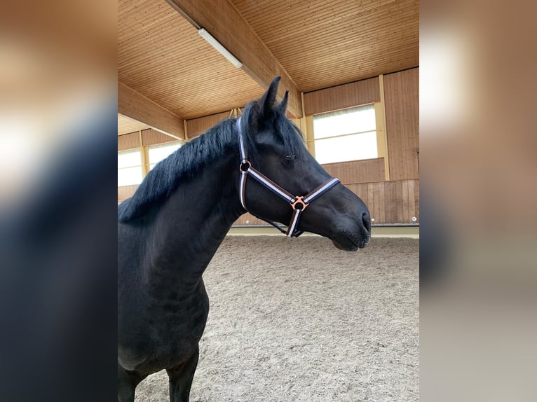 Deutsches Sportpferd Hengst 3 Jahre 165 cm Rappe in Bad Herrenalb