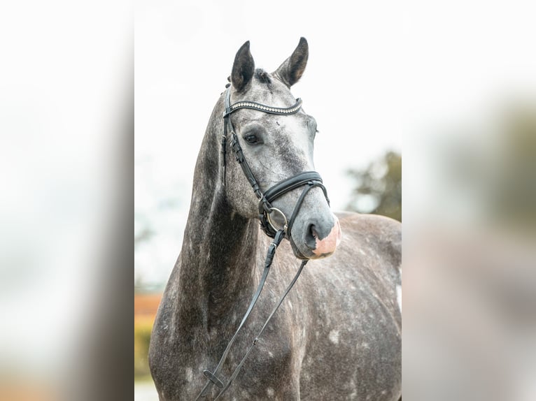 Deutsches Sportpferd Hengst 3 Jahre 166 cm Champagne in Gomadingen