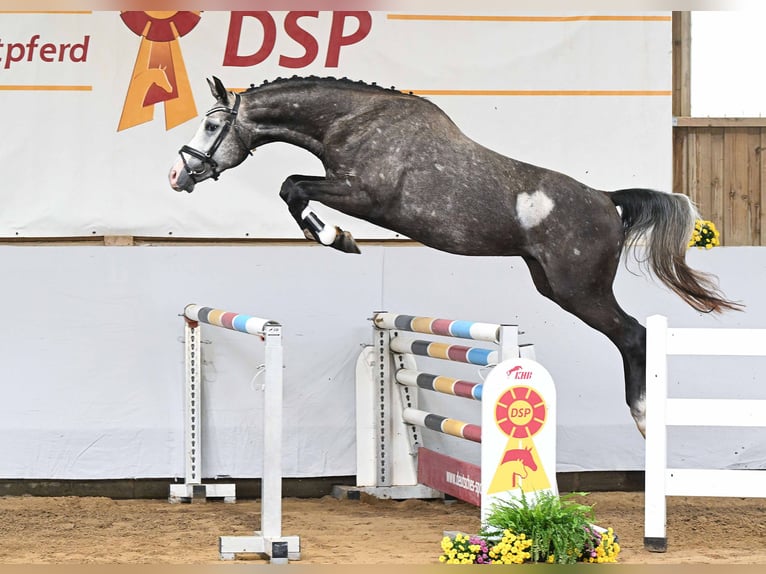Deutsches Sportpferd Hengst 3 Jahre 166 cm Champagne in Gomadingen