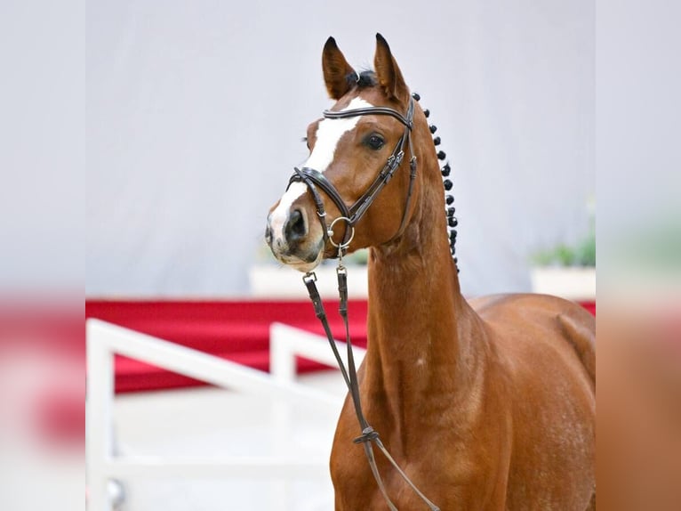 Deutsches Sportpferd Hengst 3 Jahre 167 cm Brauner in Altlandsberg