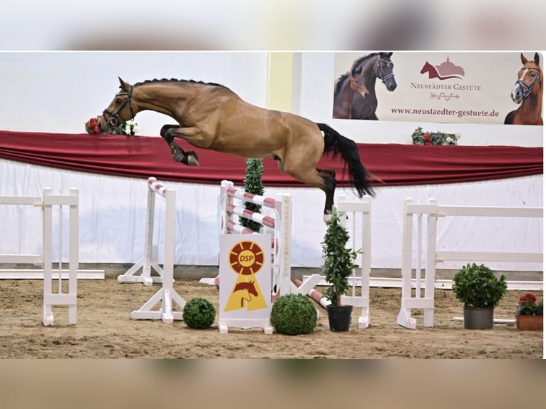 Deutsches Sportpferd Hengst 3 Jahre 167 cm Brauner in Ladeburg