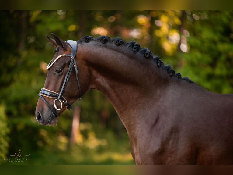 Deutsches Sportpferd Hengst 3 Jahre 167 cm Dunkelbrauner in Wehringen