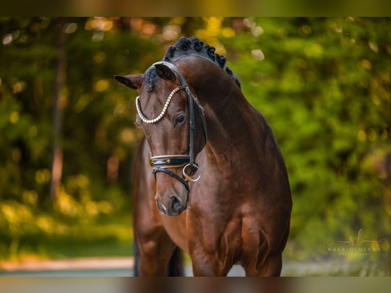 Deutsches Sportpferd Hengst 3 Jahre 167 cm Dunkelbrauner in Wehringen