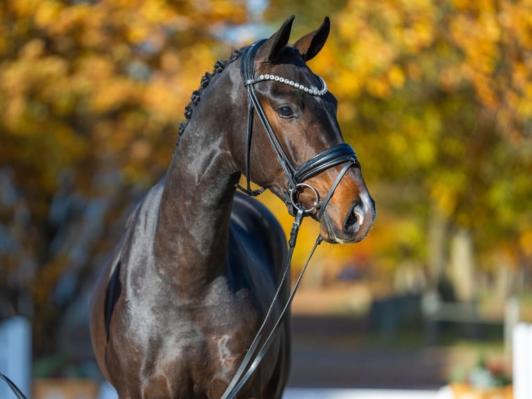 Deutsches Sportpferd Hengst 3 Jahre 167 cm Schwarzbrauner in Redefin