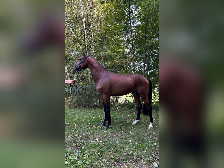 Deutsches Sportpferd Hengst 3 Jahre 168 cm Brauner in Leuna