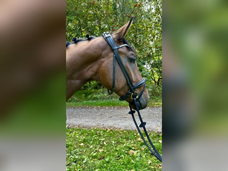 Deutsches Sportpferd Hengst 3 Jahre 168 cm Brauner in Leuna