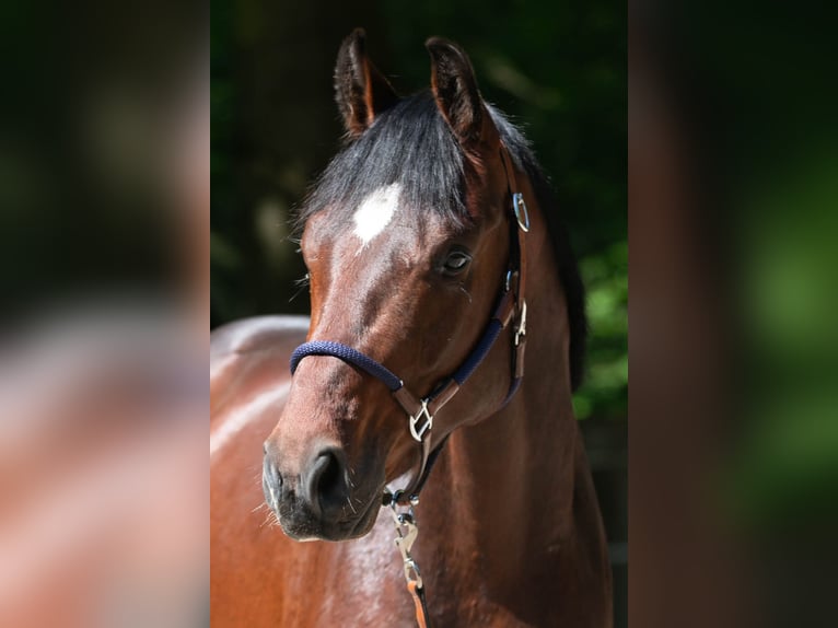 Deutsches Sportpferd Hengst 3 Jahre 168 cm Brauner in Moritzburg