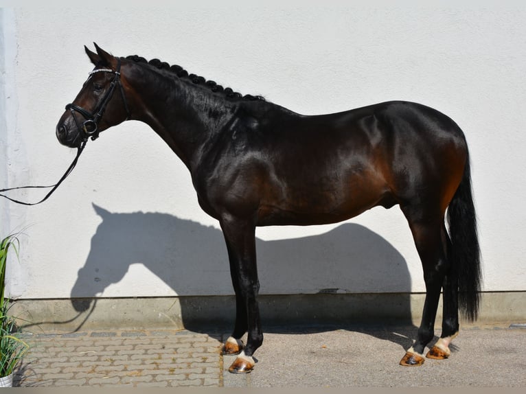 Deutsches Sportpferd Hengst 3 Jahre 168 cm Dunkelbrauner in München