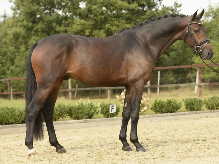 Deutsches Sportpferd Hengst 3 Jahre 168 cm Dunkelbrauner in Sassenberg