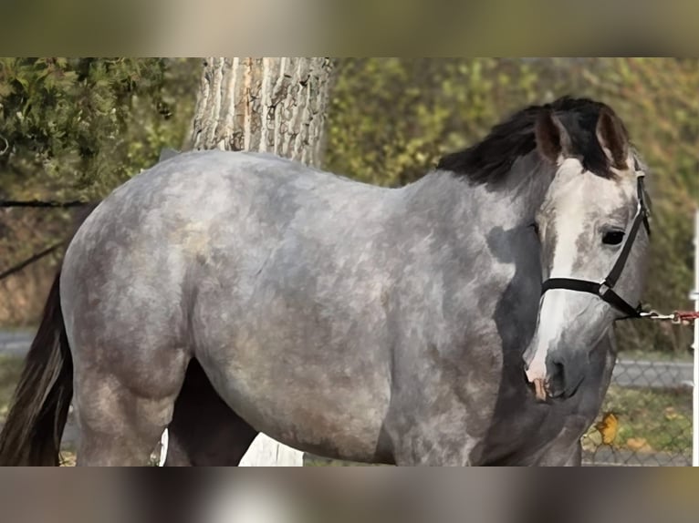 Deutsches Sportpferd Hengst 3 Jahre 168 cm Falbe in Békéscsaba