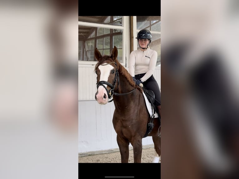 Deutsches Sportpferd Hengst 3 Jahre 168 cm Fuchs in Wietze