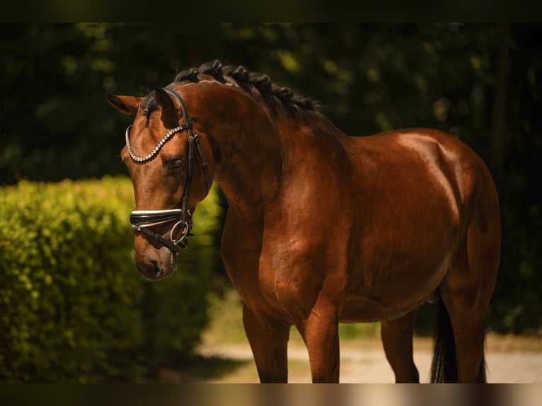 Deutsches Sportpferd Hengst 3 Jahre 170 cm Dunkelbrauner in Wehringen