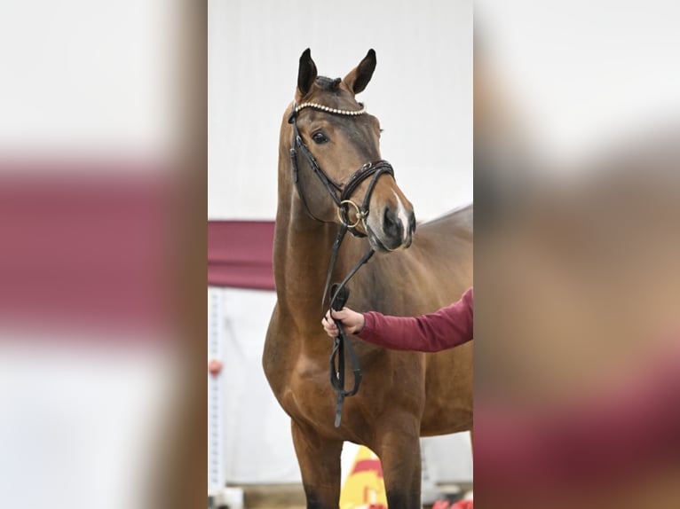 Deutsches Sportpferd Hengst 3 Jahre 170 cm in Gieleroth