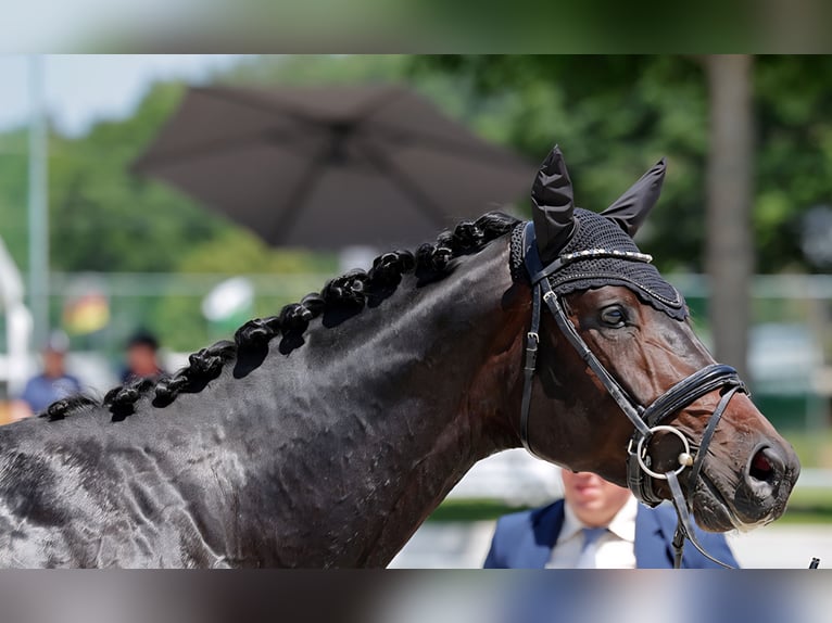 Deutsches Sportpferd Hengst 3 Jahre 171 cm Schwarzbrauner in Reinsdorf