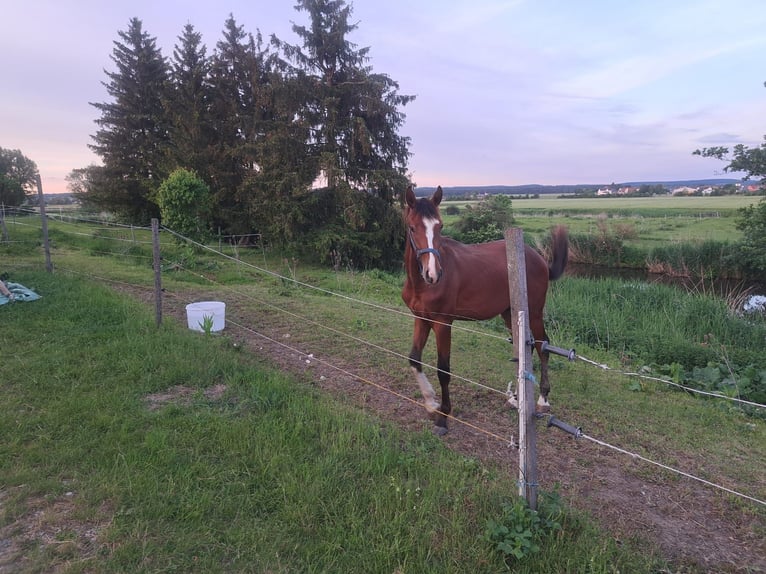 Deutsches Sportpferd Hengst 3 Jahre 172 cm Brauner in Ammerndorf