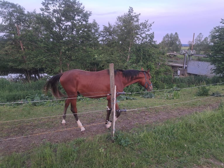 Deutsches Sportpferd Hengst 3 Jahre 172 cm Brauner in Ammerndorf