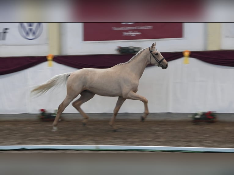 Deutsches Sportpferd Hengst 3 Jahre 172 cm Palomino in Schollene