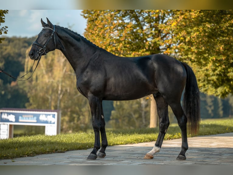 Deutsches Sportpferd Hengst 3 Jahre 172 cm Rappe in Gomadingen