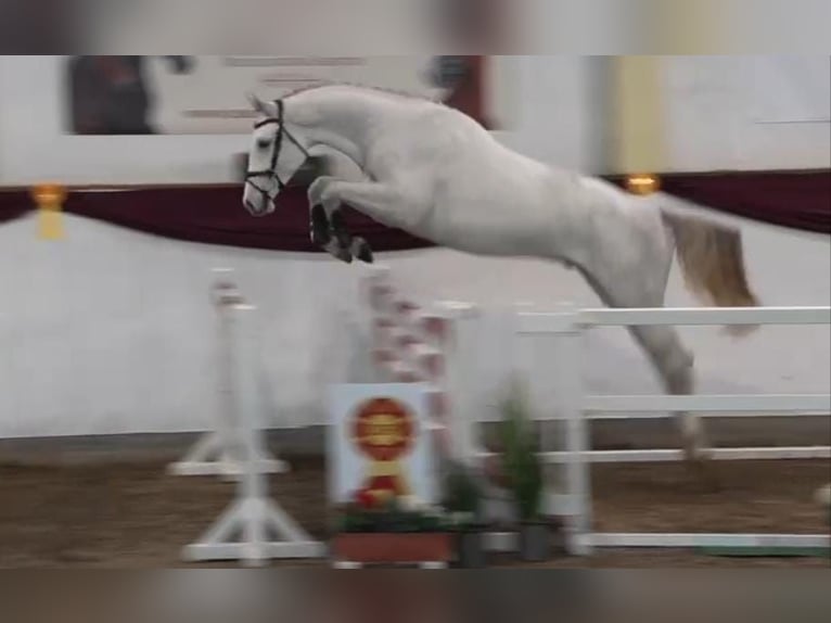 Deutsches Sportpferd Hengst 3 Jahre 173 cm Schimmel in Someren