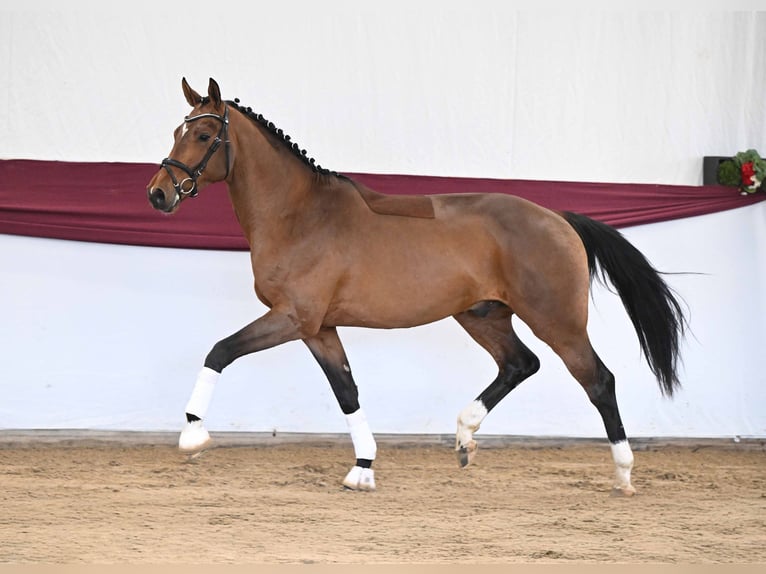 Deutsches Sportpferd Hengst 3 Jahre Brauner in Gomadingen